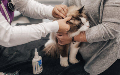 Nejnovější studie a metody léčby všenek u koček