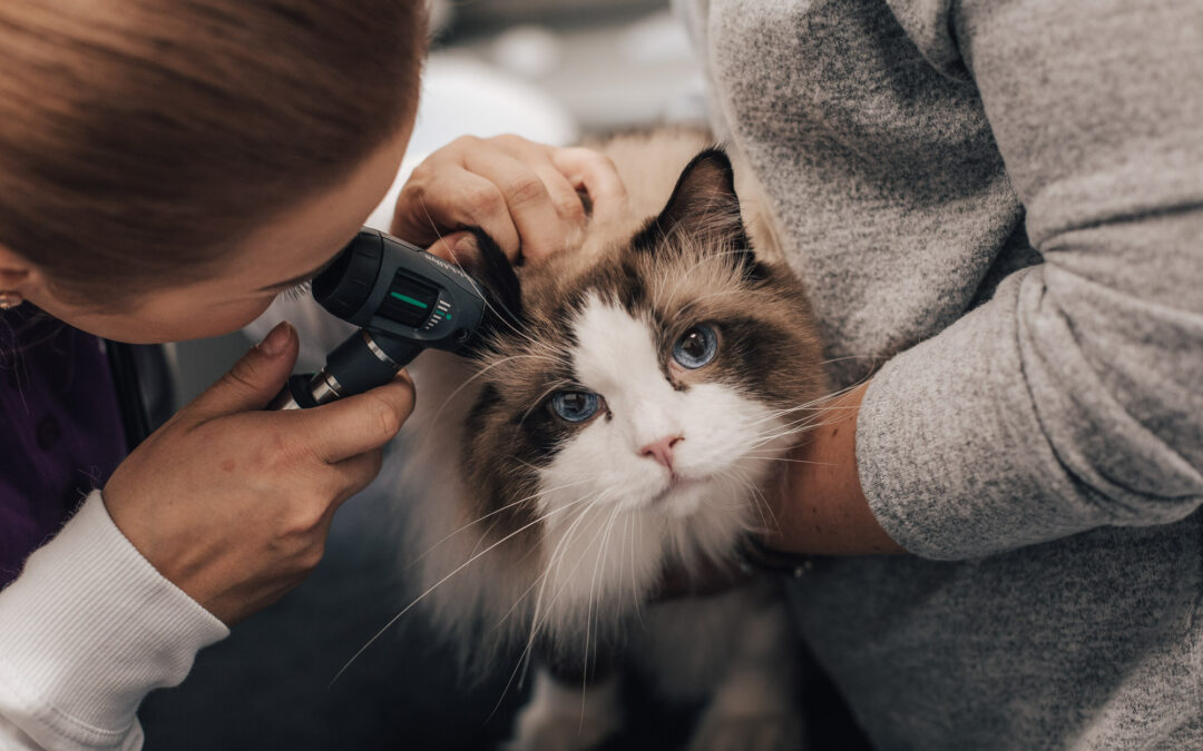 Povědomí o Bolesti u Zvířat ve Veterinární Medicíně