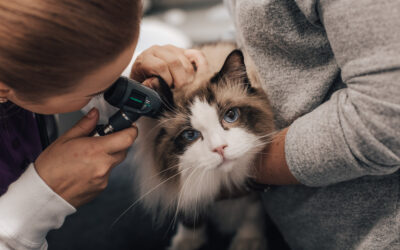 Povědomí o Bolesti u Zvířat ve Veterinární Medicíně